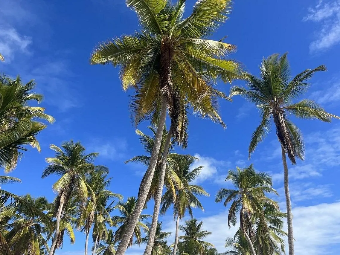 Hohe Kokospalmen vor tiefblauem Himmel